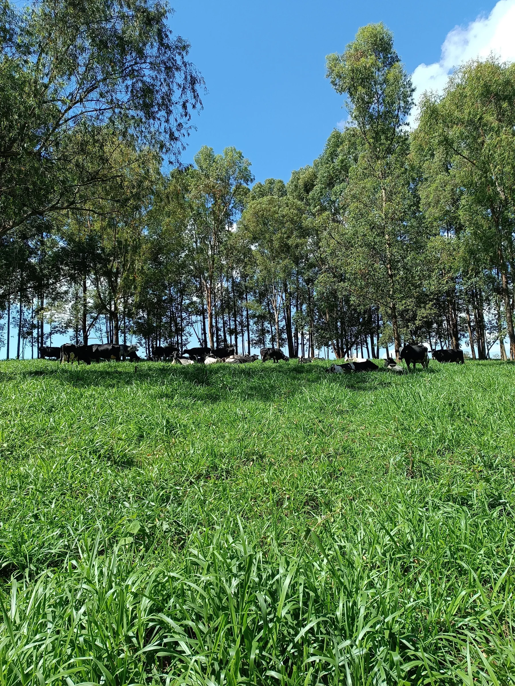 Pastagem verde que alimenta o rebanho da fazenda
