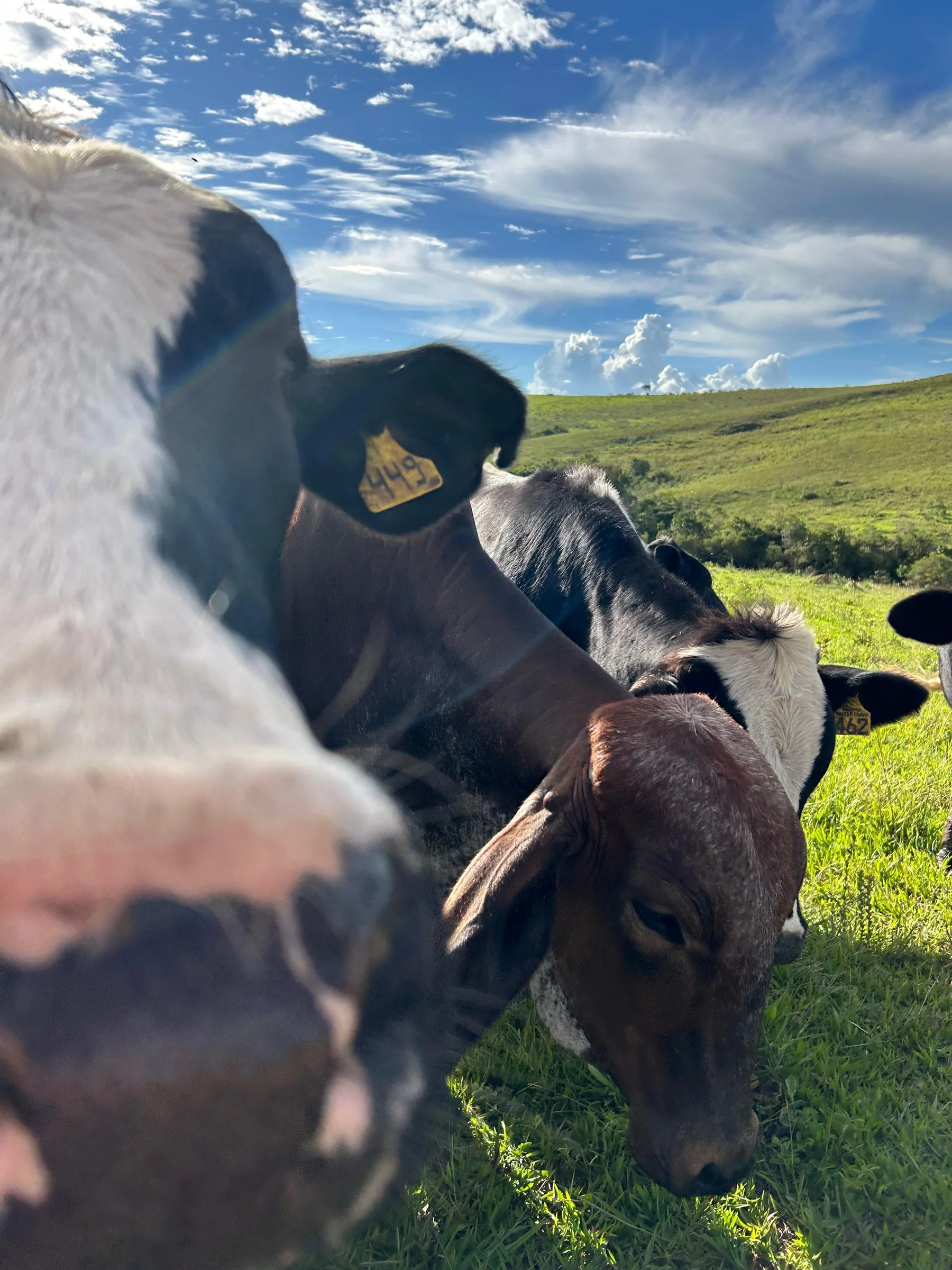 Rebanho da Fazenda Prata e Cravo no pasto